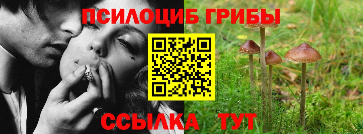 Кириши  Псилоцибиновые грибы Psilocybine cubensis  наркошоп  Вход с VPN 